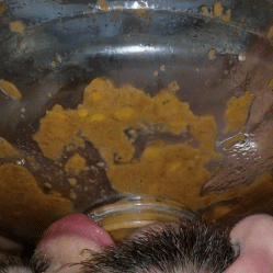 digested corn